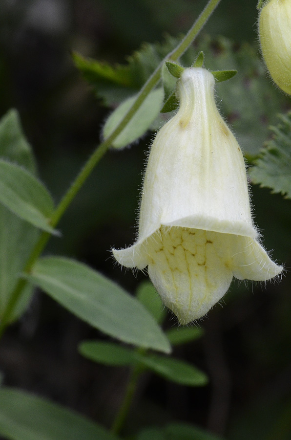Digitalis lutea  / Digitale gialla piccola